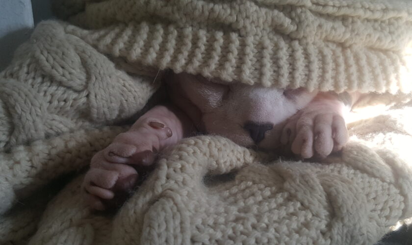 max cuddled up in blankets