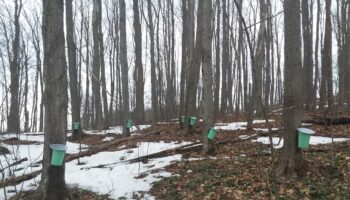 Enchanted Forest lined with results of tapping maple trees