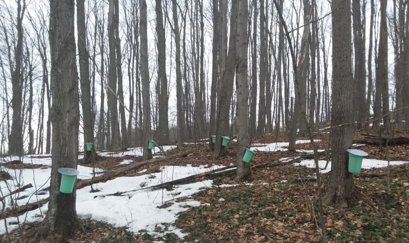 Enchanted Forest lined with results of tapping maple trees