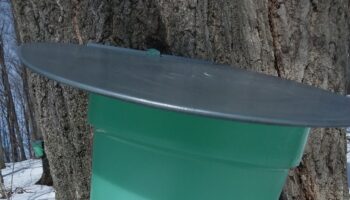 drinking maple sap fresh from a maple sap collection bucket