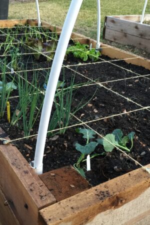 vegetable garden broken up into quadrants