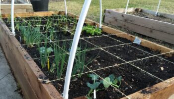 vegetable garden broken up into quadrants