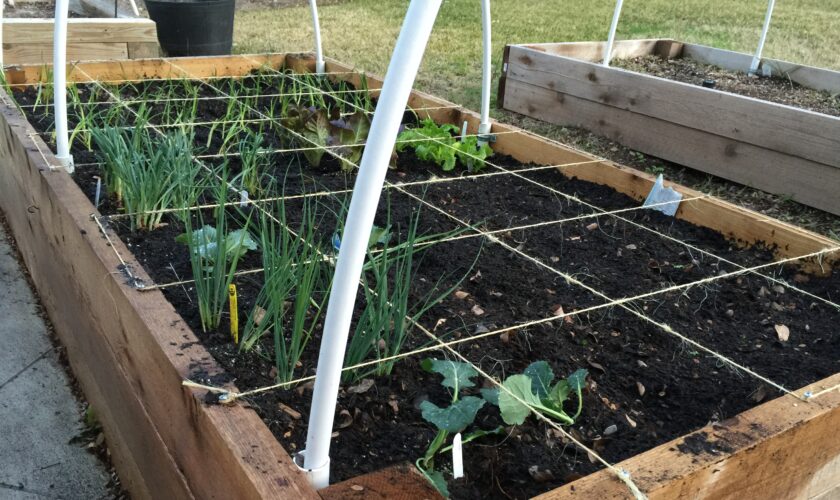 vegetable garden broken up into quadrants