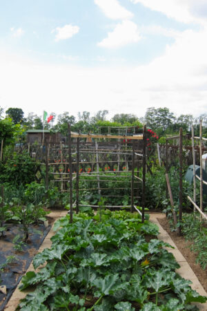 vegetable garden