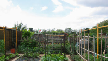 vegetable garden