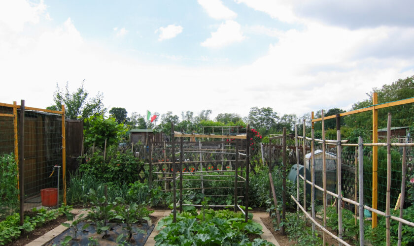 vegetable garden
