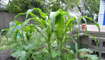 example of three sisters companion planting