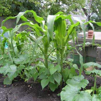 example of three sisters companion planting